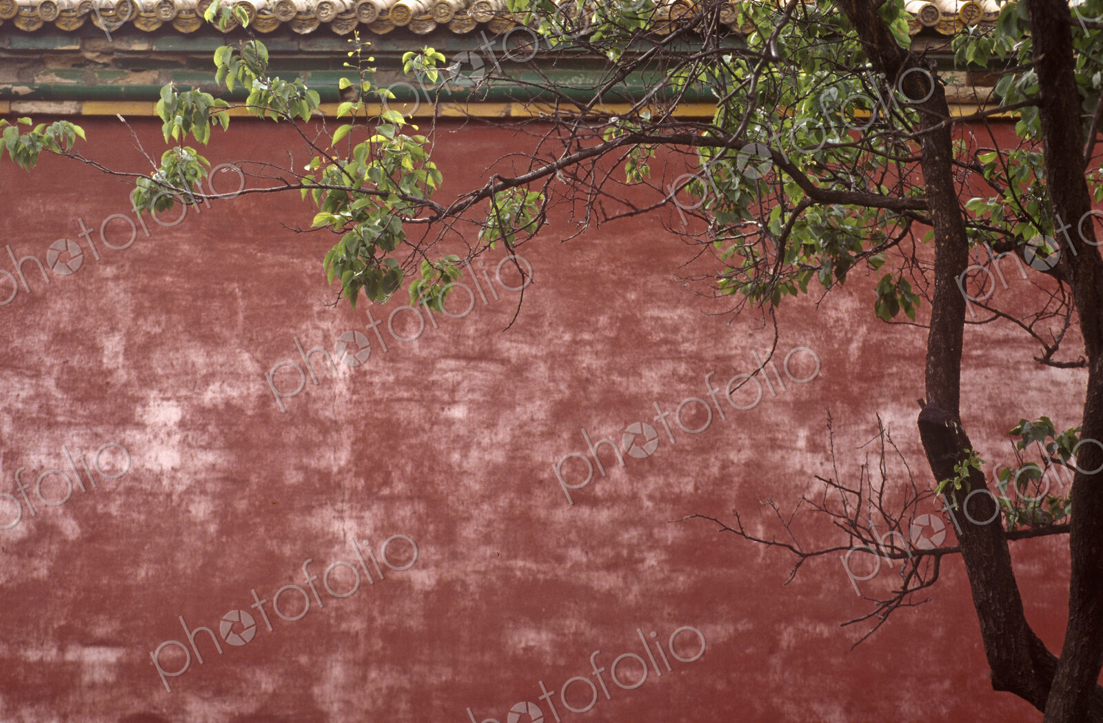 Forbidden City Wall and Tree
