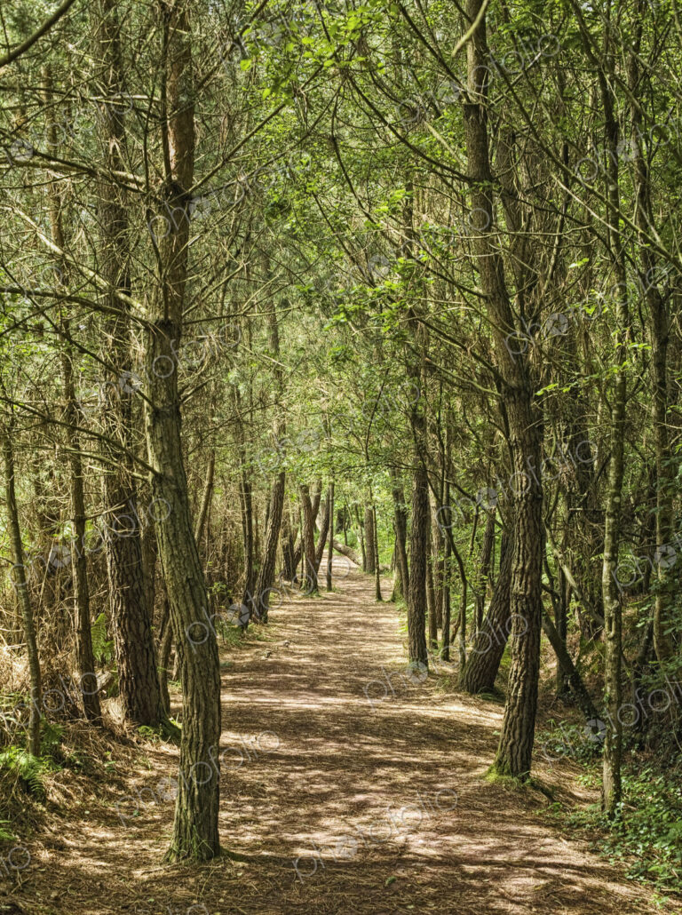 Forest Path