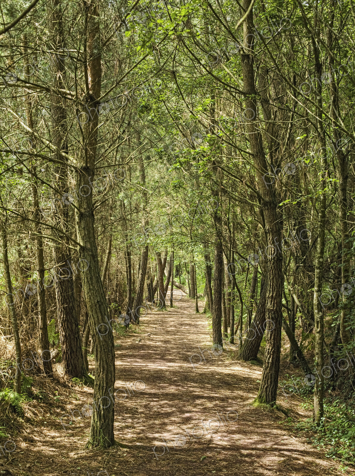 Forest Path