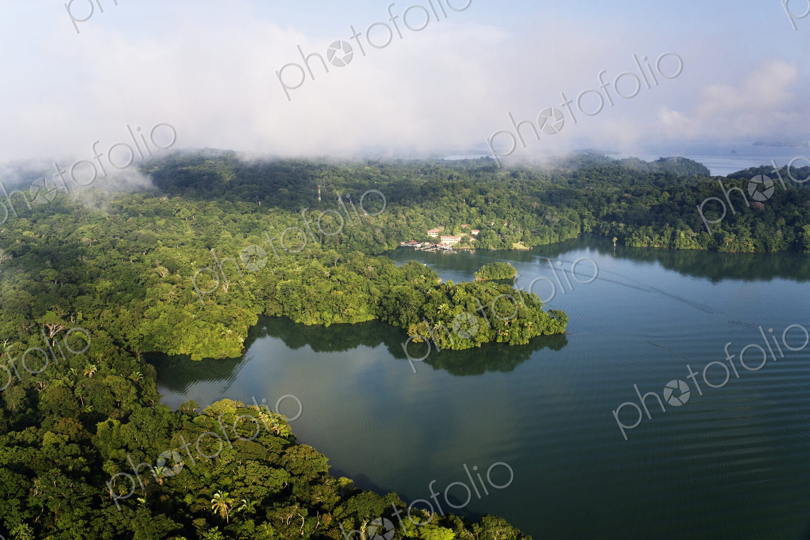 Forest and Lake