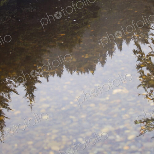 Forest and trees reflected in a puddle, Olympic National Park.