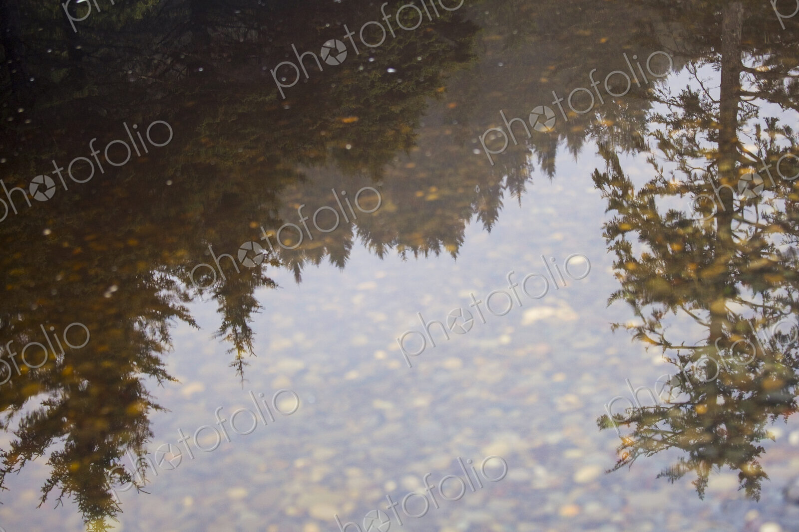 Forest and trees reflected in a puddle, Olympic National Park.