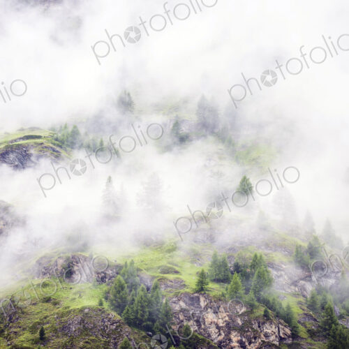 Forest in the mountains in mist or fog, elevated view