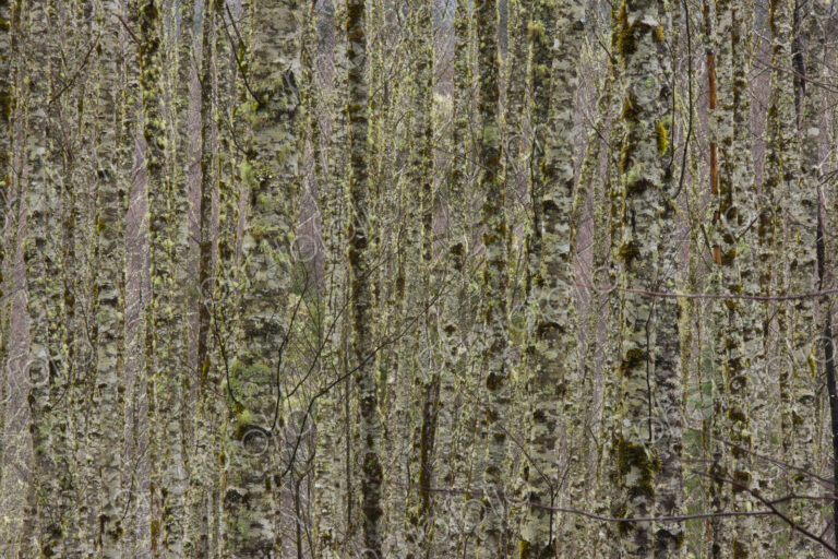 Forest near Sauk River, Washington, USA
