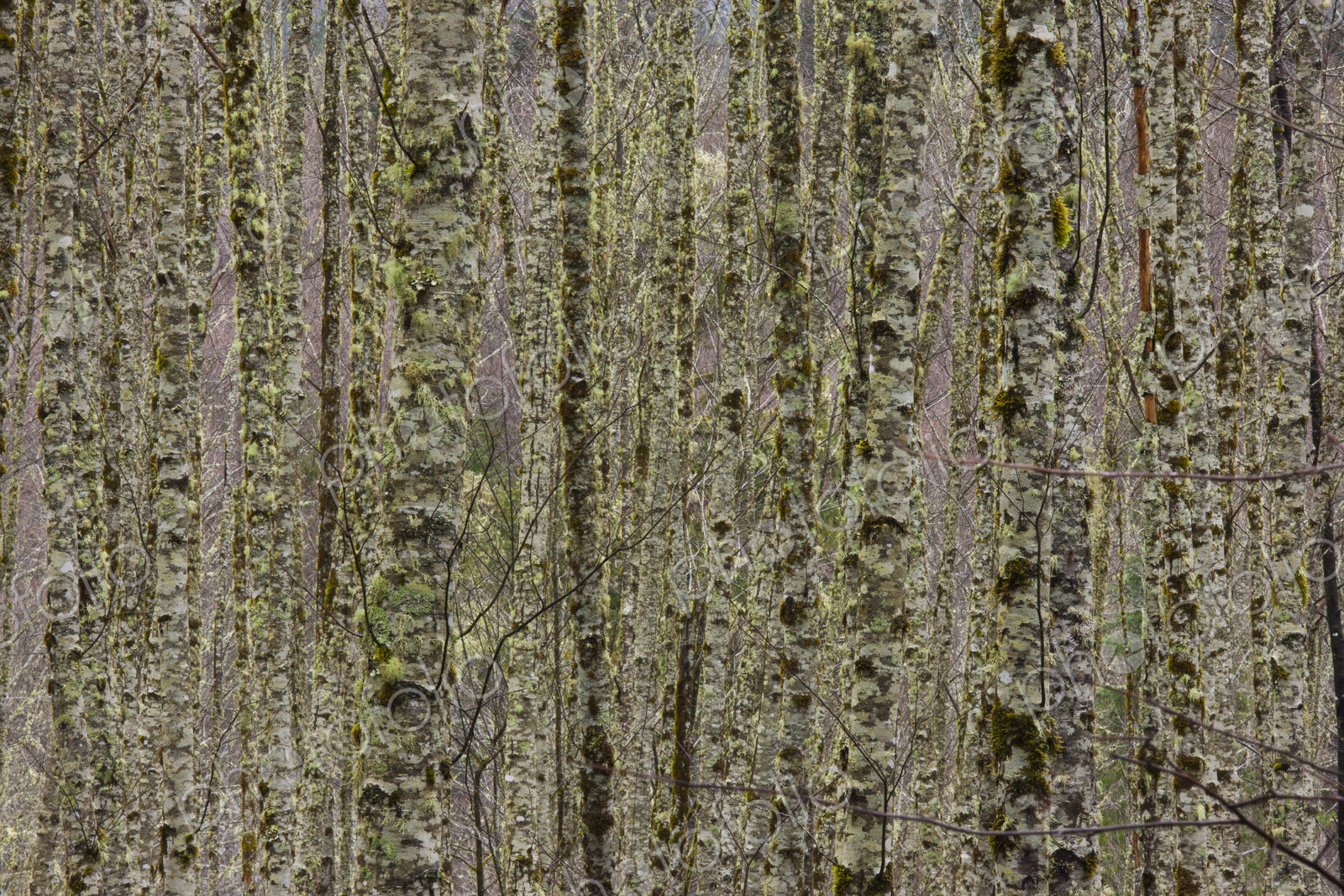Forest near Sauk River, Washington, USA