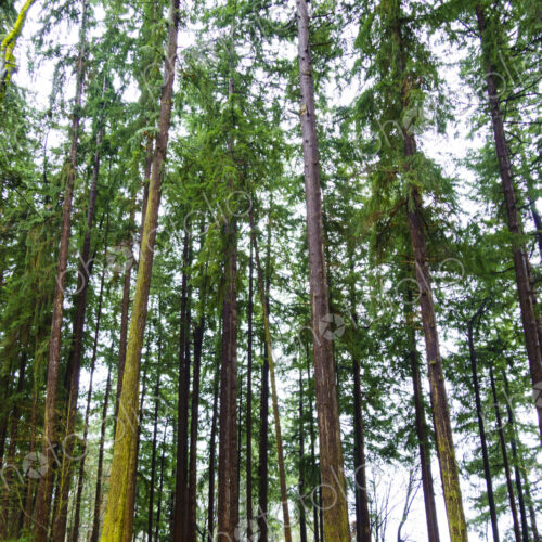 Forest of cedar, maple and fir trees, Seattle, WA, USA Forest of cedar, maple and fir trees, Seattle, WA, USA