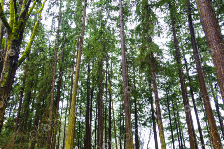 Forest of cedar, maple and fir trees, Seattle, WA, USA