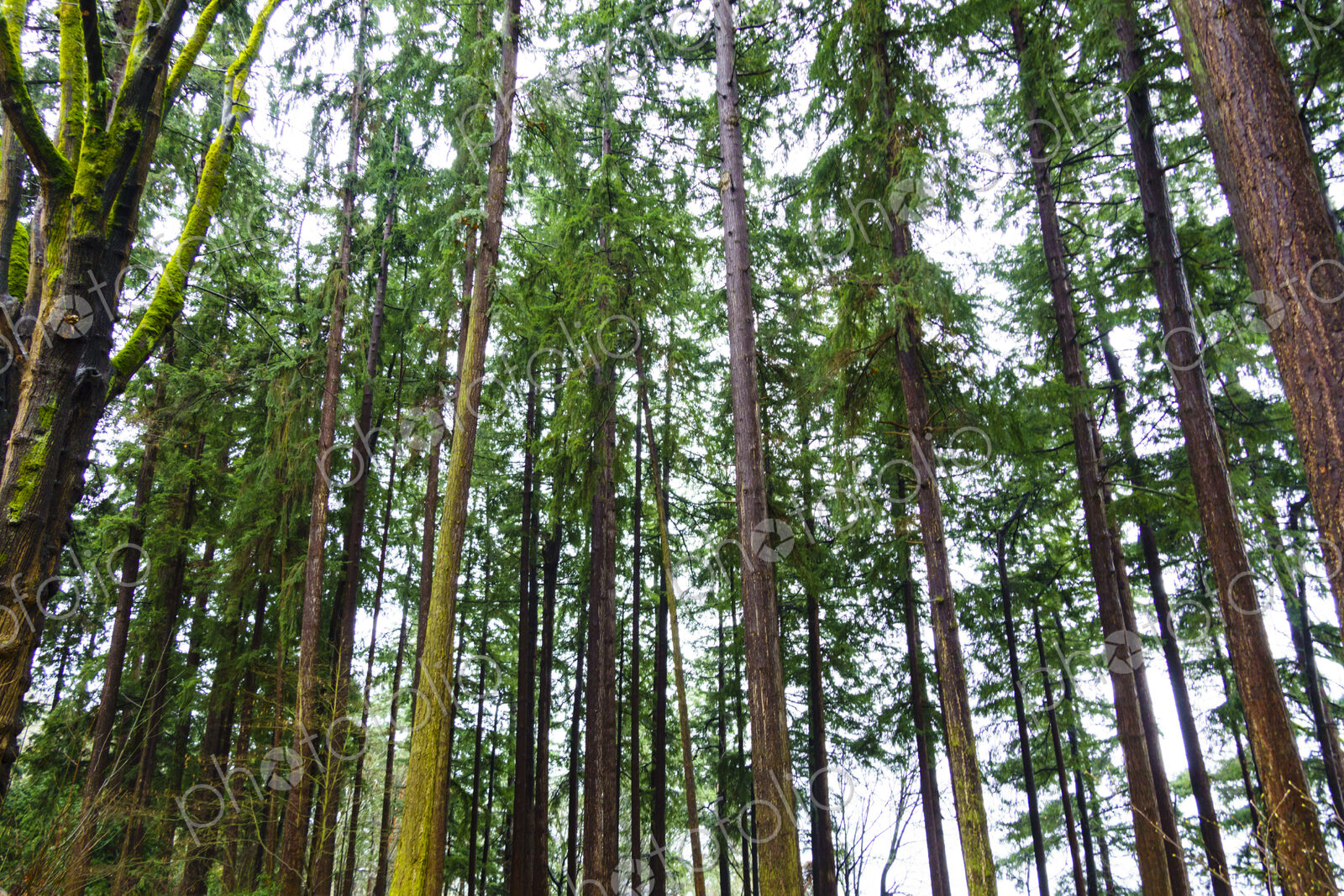 Forest of cedar, maple and fir trees, Seattle, WA, USA