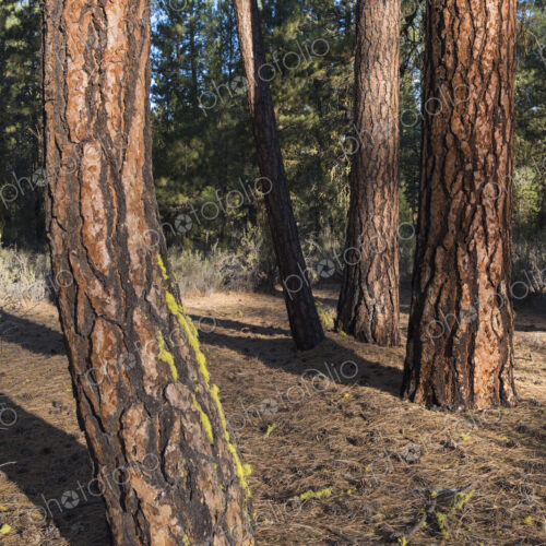 Forest of ponderosa pine, Pinus ponderosa trees, old growth. Forest of ponderosa pine, Pinus ponderosa trees, old growth.