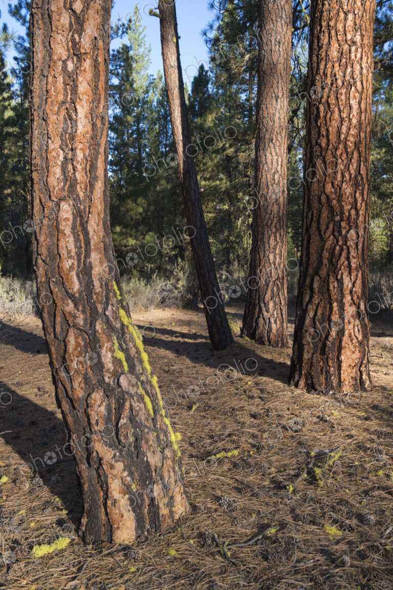Forest of ponderosa pine, Pinus ponderosa trees, old growth.