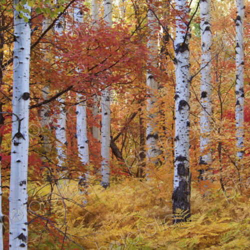 Forest of the Rocky Mountain maple and quaking aspen tree in the Wasatch mountains.… Forest of the Rocky Mountain maple and quaking aspen tree in the Wasatch mountains.…