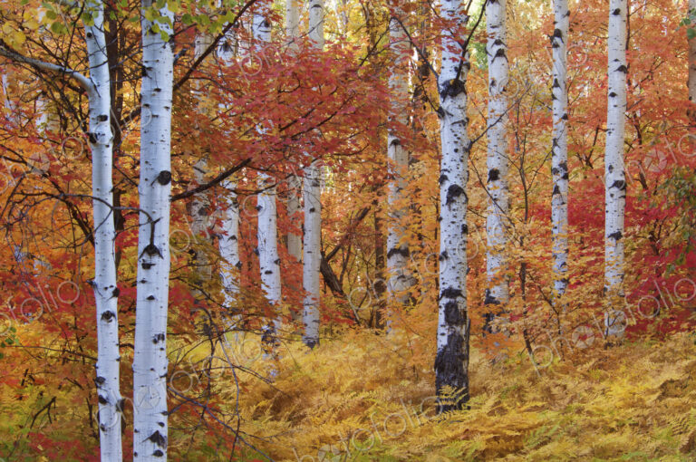Forest of the Rocky Mountain maple and quaking aspen tree in the Wasatch mountains.…