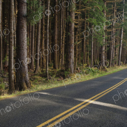 Forest trees along rural road Forest trees along rural road