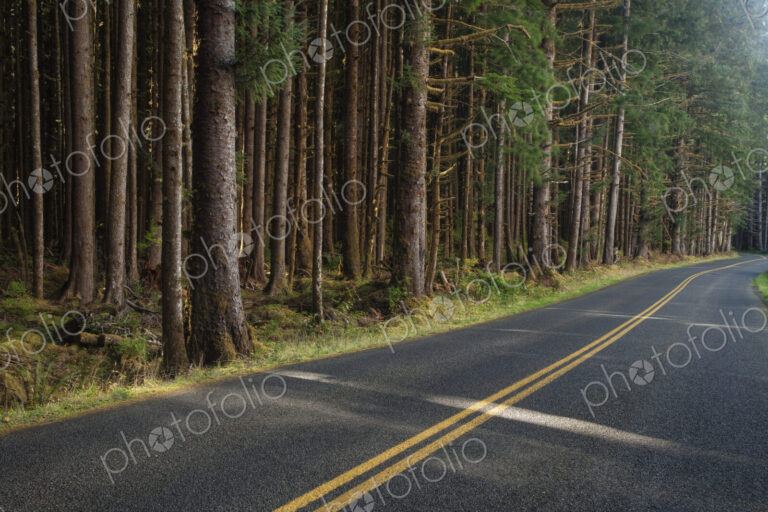 Forest trees along rural road