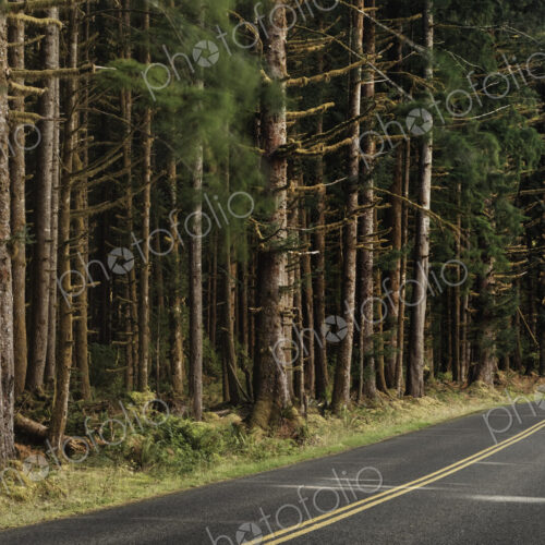 Forest trees along rural road Forest trees along rural road