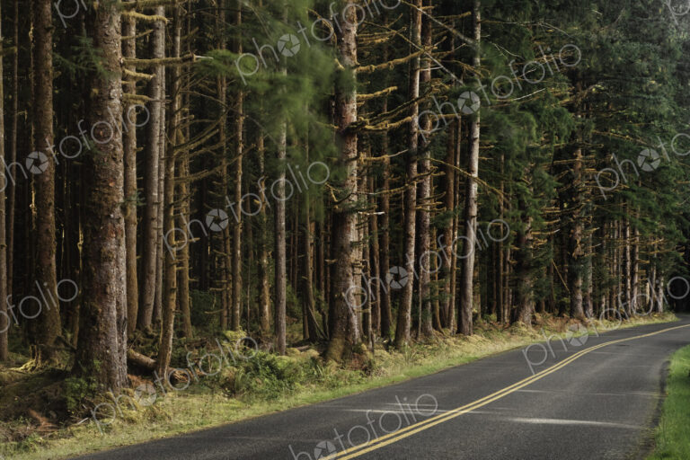 Forest trees along rural road