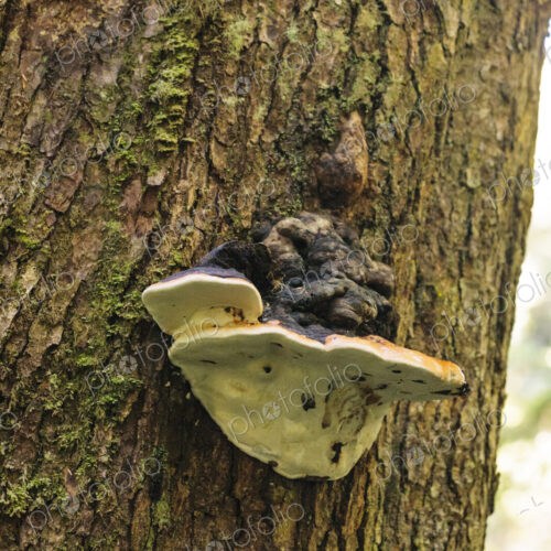 Formitopsis Ochracea or tree mushroom growing on a tree trunk, Olympic Peninsula,