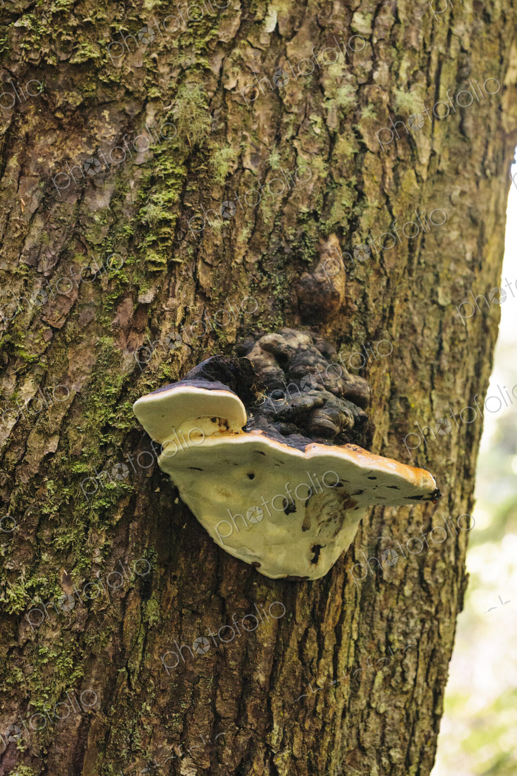 Formitopsis Ochracea or tree mushroom growing on a tree trunk, Olympic Peninsula,