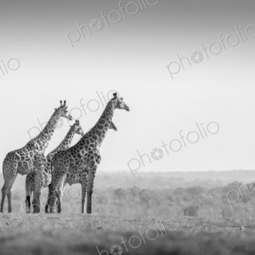 Four animals, Giraffa camelopardalis, stand in an open clearing, clear sky, black and…