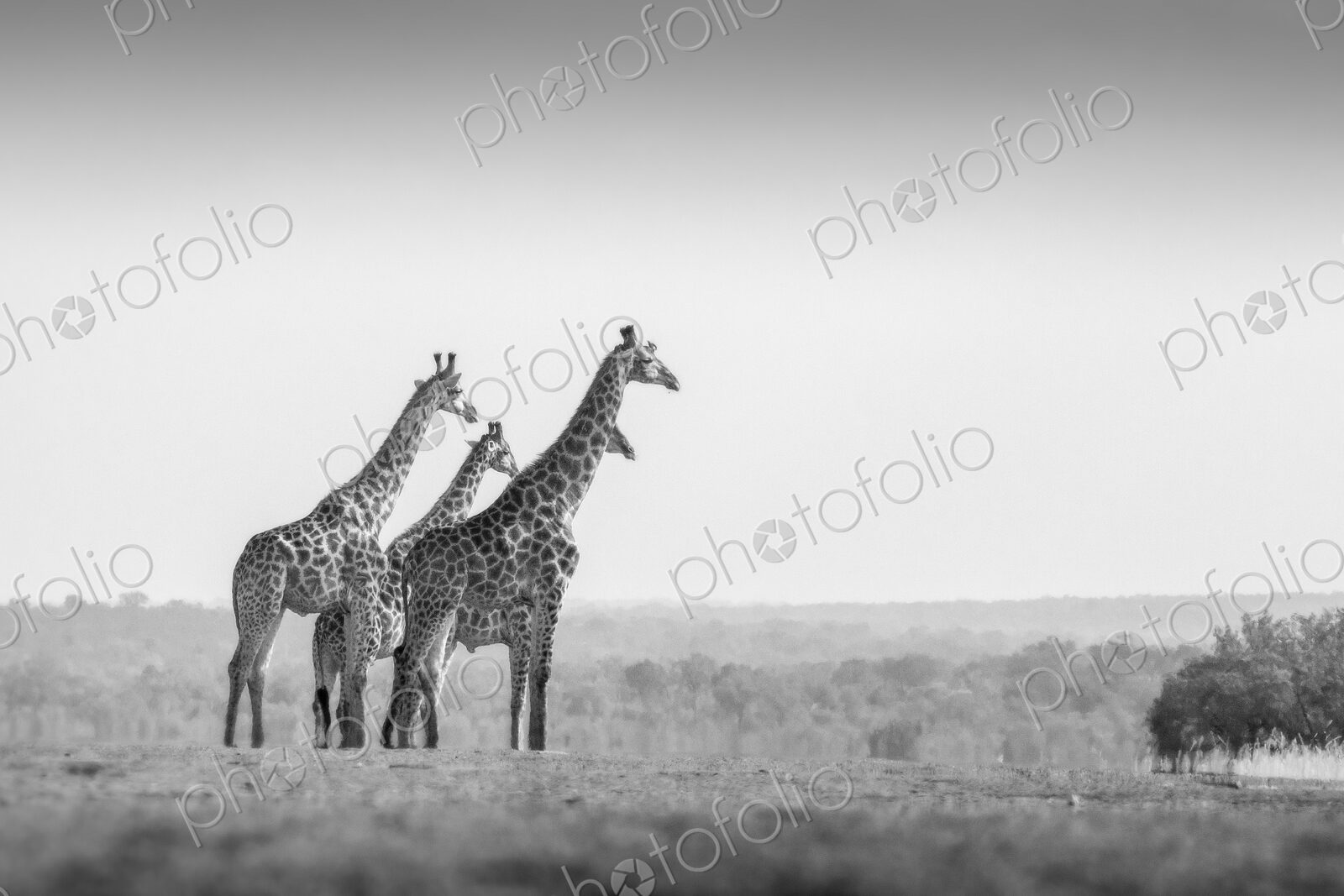 Four animals, Giraffa camelopardalis, stand in an open clearing, clear sky, black and…