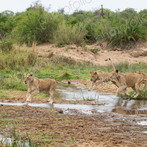 Four lionesses, Panthera leo, jump over a stream. Four lionesses, Panthera leo, jump over a stream.