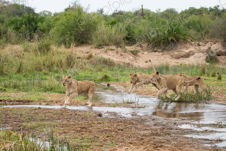 Four lionesses, Panthera leo, jump over a stream.