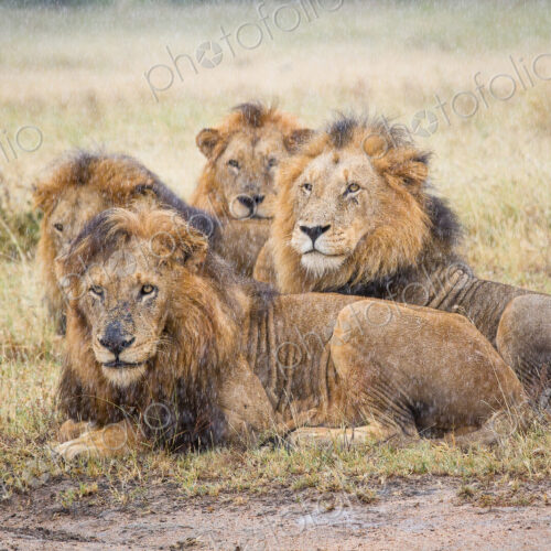 Four male lions, Panthera leo, lie in short brown grass in the rain, looking away