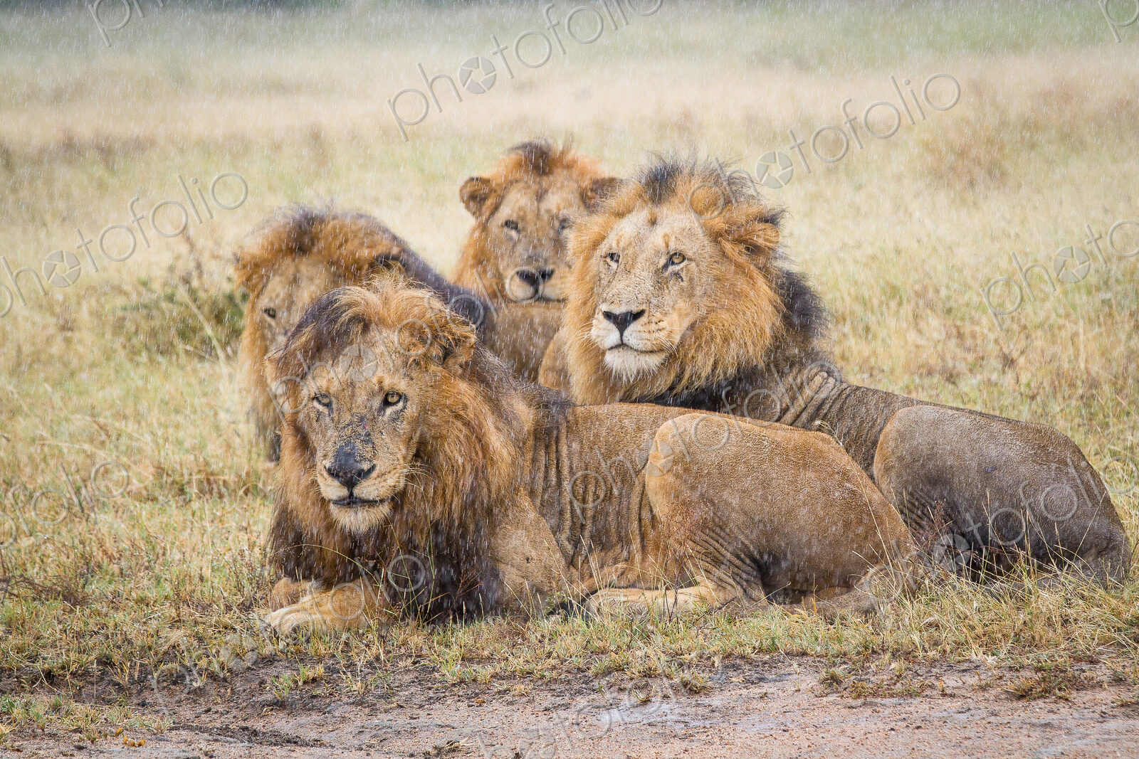 Four male lions, Panthera leo, lie in short brown grass in the rain, looking away