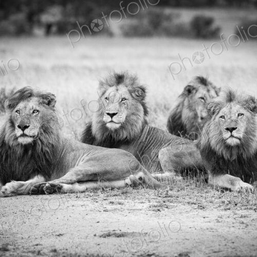Four male lions, Panthera leo, lie in short brown grass, looking away, in black and white
