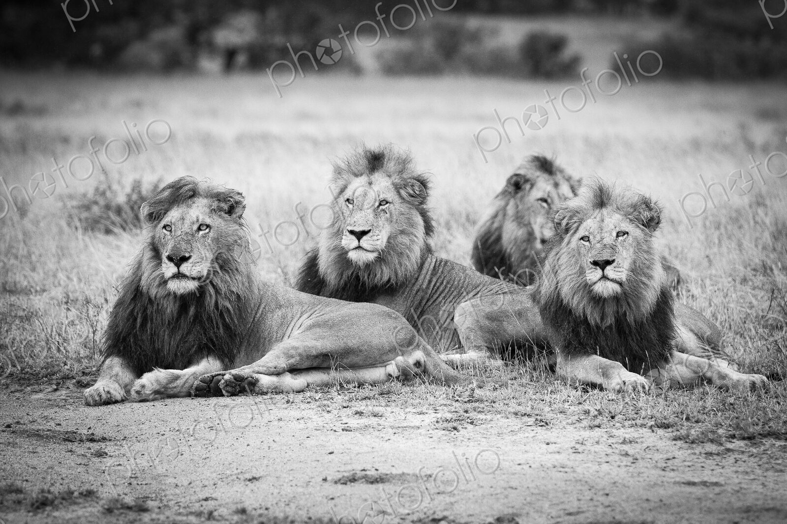 Four male lions, Panthera leo, lie in short brown grass, looking away, in black and white