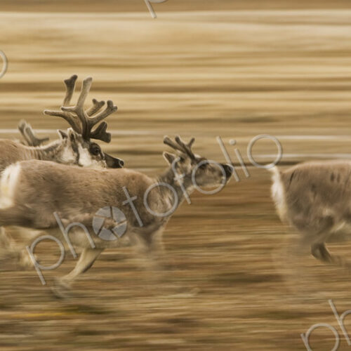 Four reindeer, Rangifer tarandus platyrhynchus, with antlers, galloping along a… Four reindeer, Rangifer tarandus platyrhynchus, with antlers, galloping along a…