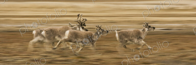 Four reindeer, Rangifer tarandus platyrhynchus, with antlers, galloping along a…