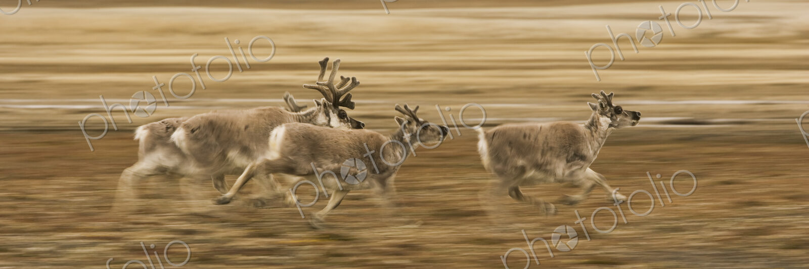 Four reindeer, Rangifer tarandus platyrhynchus, with antlers, galloping along a…