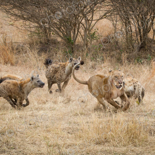 Four spotted hyenas, Crocuta crocuta, run and chase after a lion, Panthera leo,… Four spotted hyenas, Crocuta crocuta, run and chase after a lion, Panthera leo,…