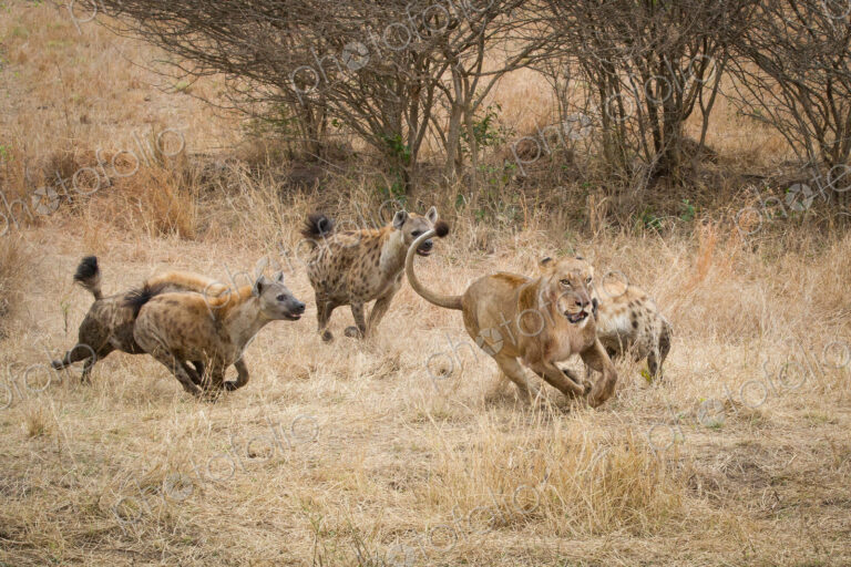 Four spotted hyenas, Crocuta crocuta, run and chase after a lion, Panthera leo,…