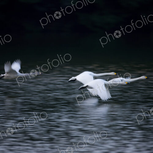 Four swans flying close to the water surface across a lake. Four swans flying close to the water surface across a lake.