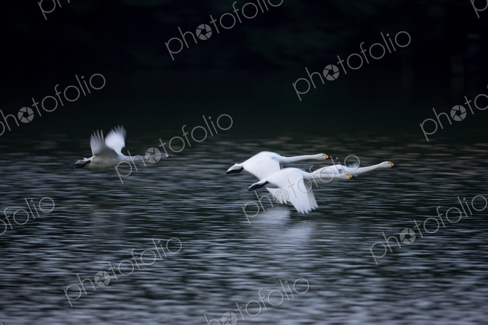 Four swans flying close to the water surface across a lake.