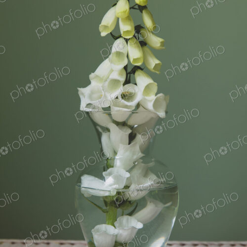 Foxglove flower still life Foxglove flower still life