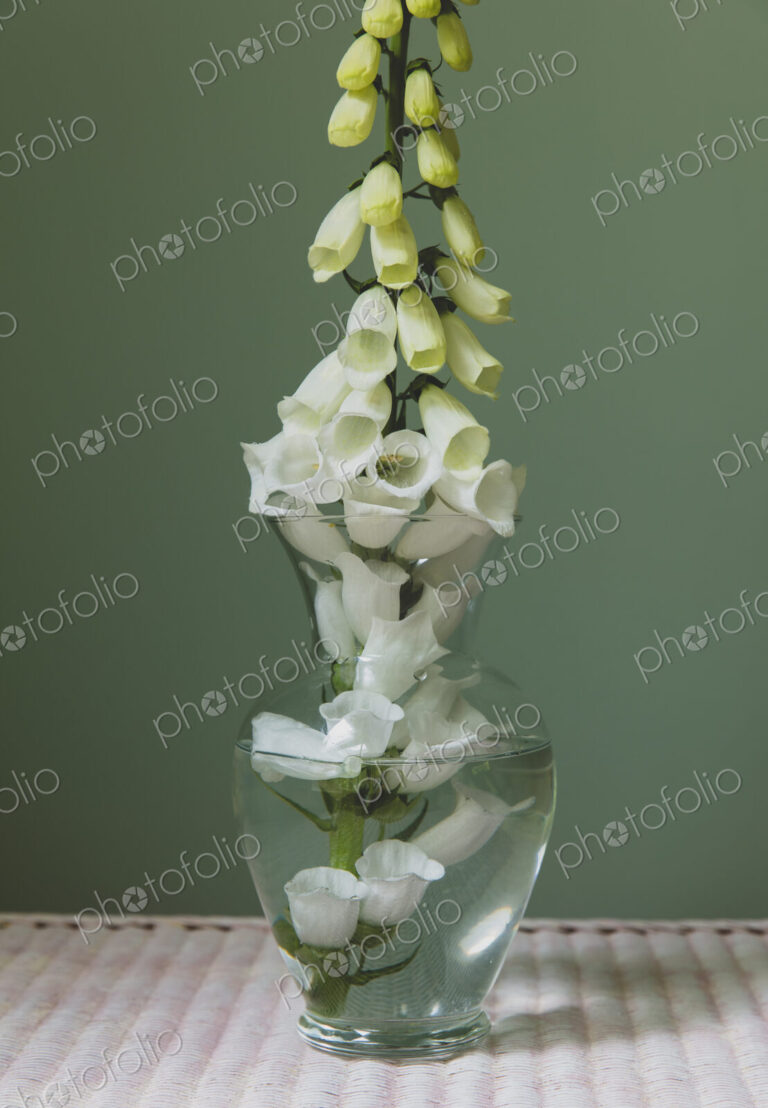 Foxglove flower still life