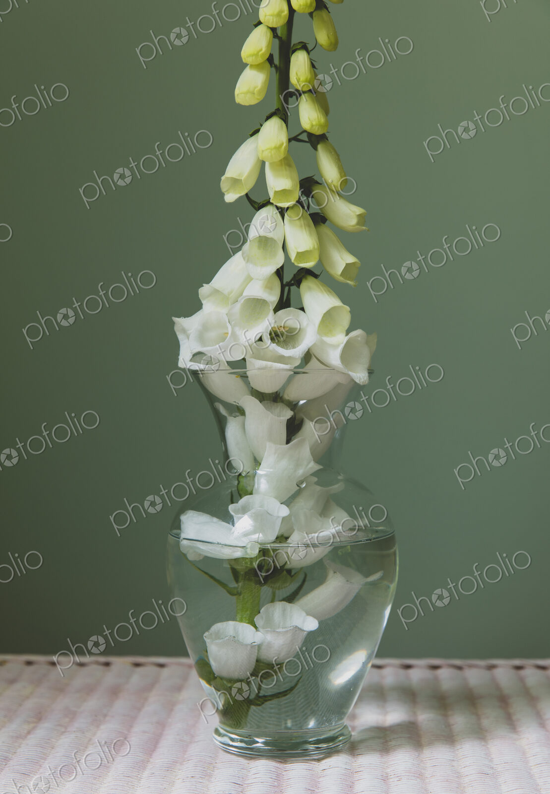 Foxglove flower still life