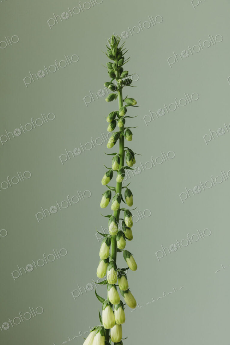 Foxglove flower still life