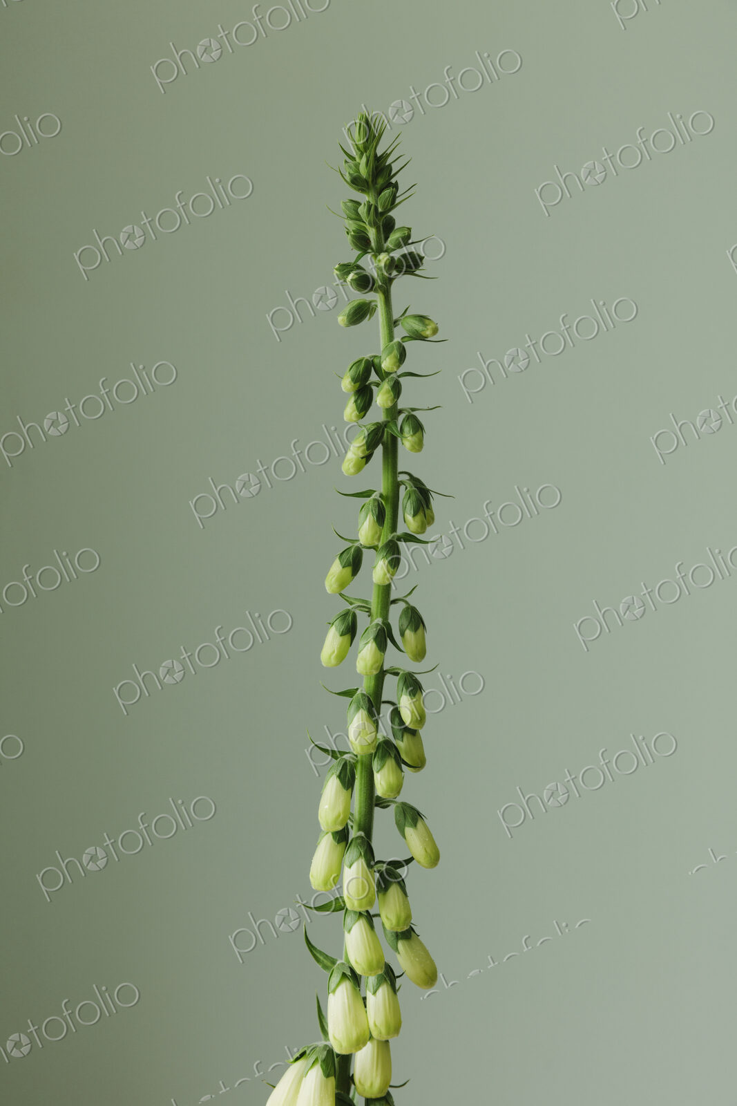 Foxglove flower still life