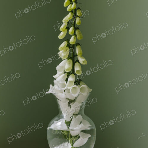 Foxglove flower still life Foxglove flower still life