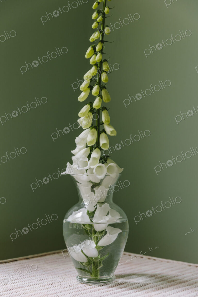 Foxglove flower still life