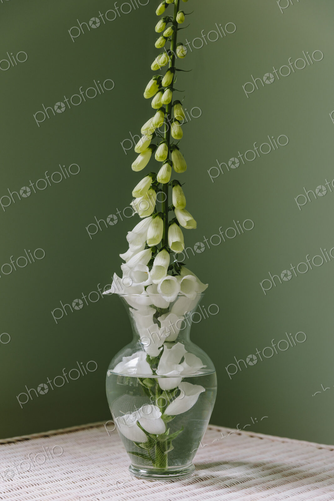 Foxglove flower still life