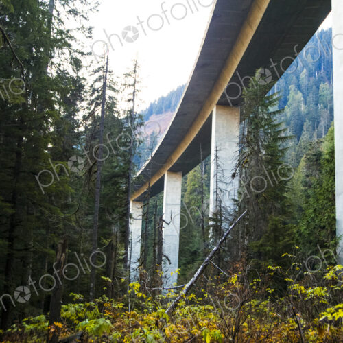 Freeway bridge through forest, Snoqualmie Pass, view from below.