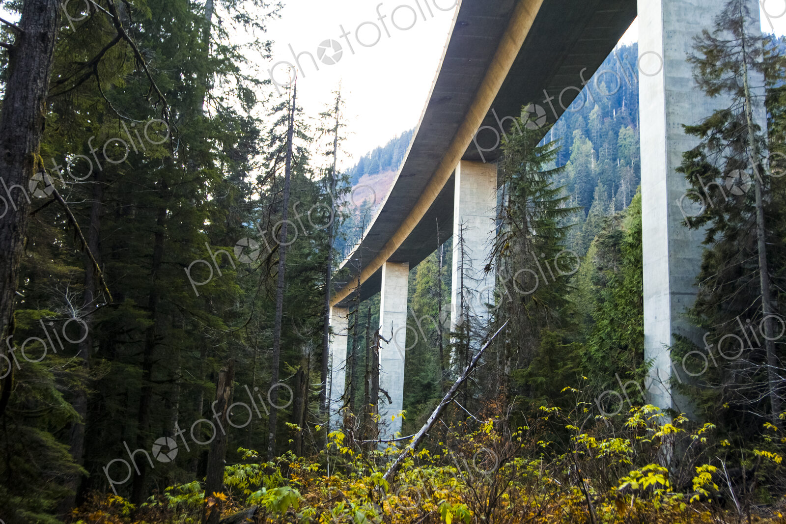 Freeway bridge through forest, Snoqualmie Pass, view from below.