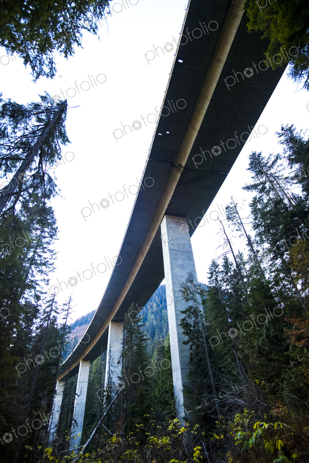 Freeway bridge through forest, Snoqualmie Pass, view from below.