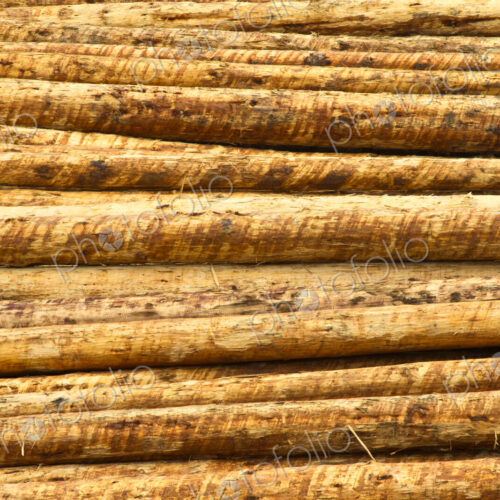 Fresh Cut Timber