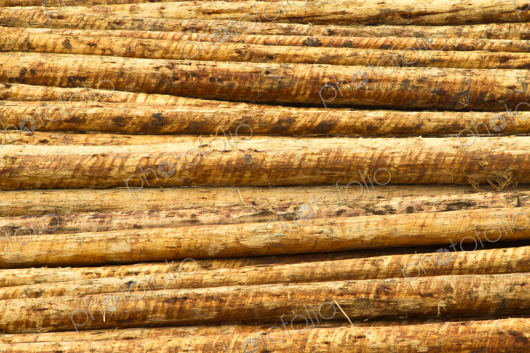 Fresh Cut Timber
